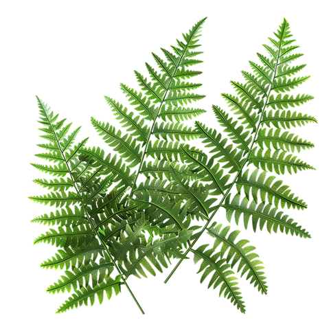 forest fern image