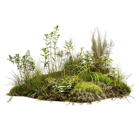 patch of forest image